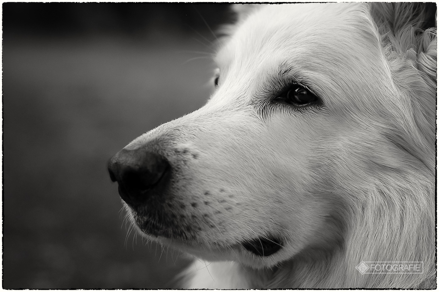 White shepherd 09